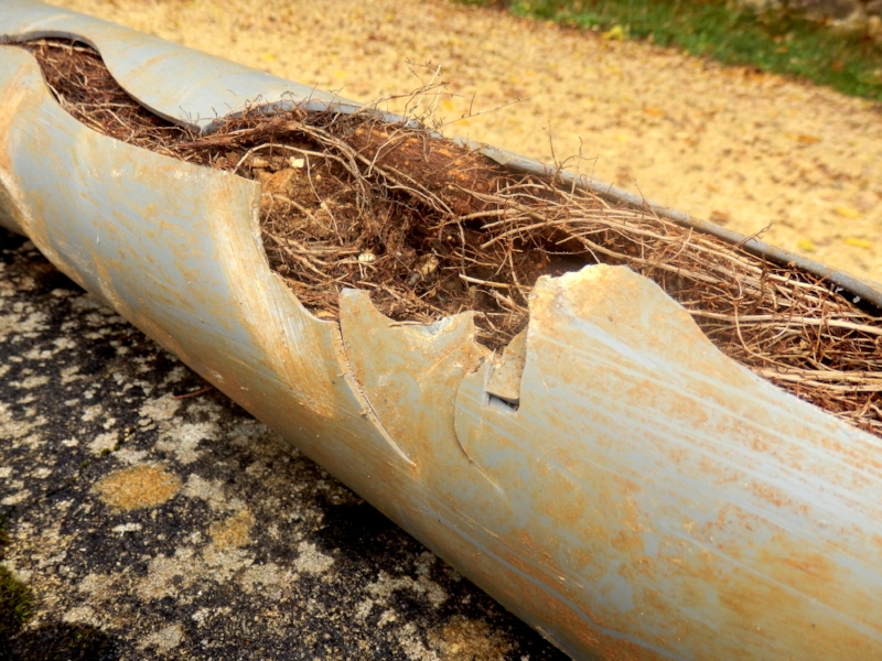 tree roots in sewer lines
